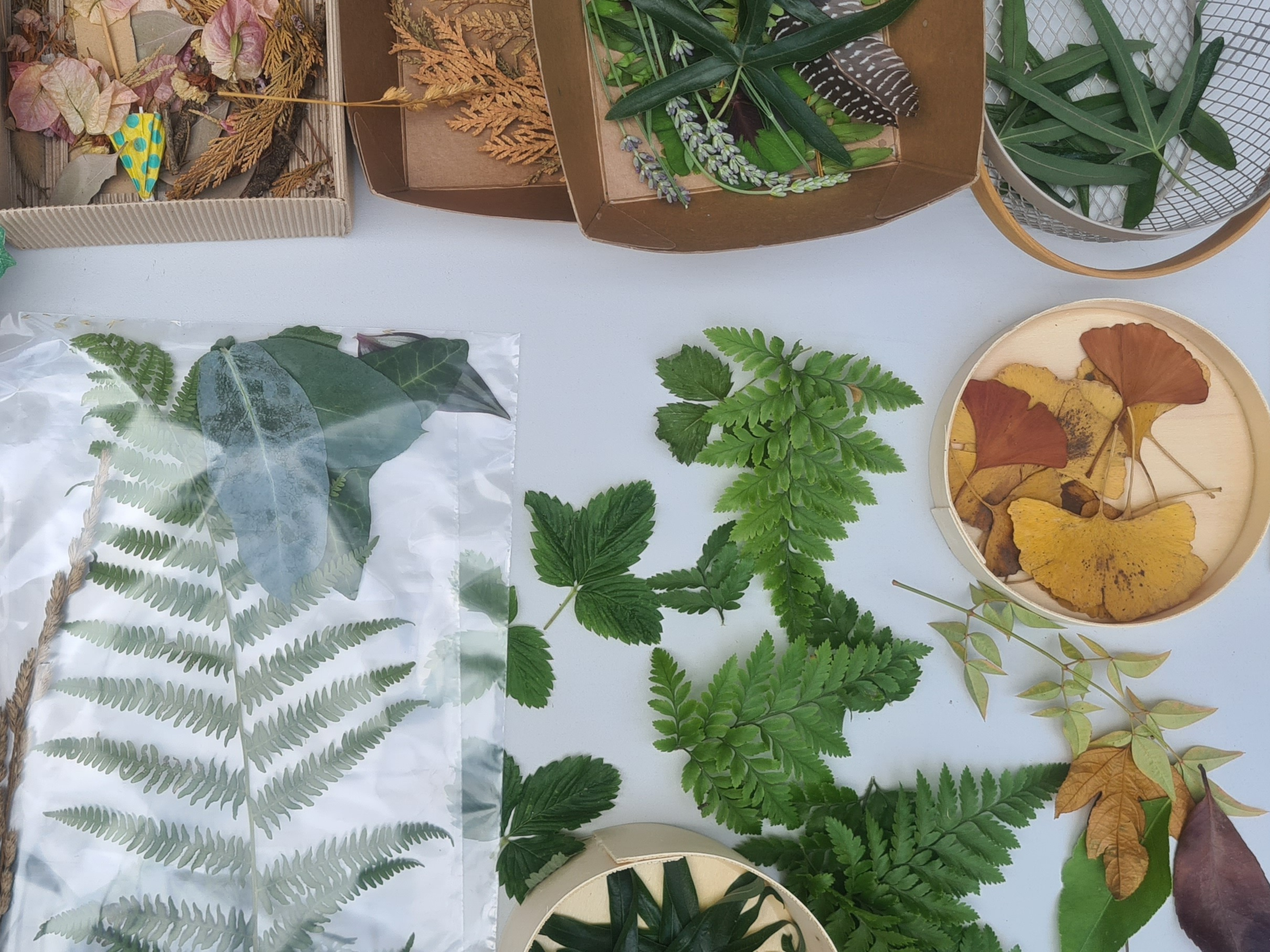 <h1><strong>A Arte é um fenómeno</strong></h1><p>Printing nature</p>